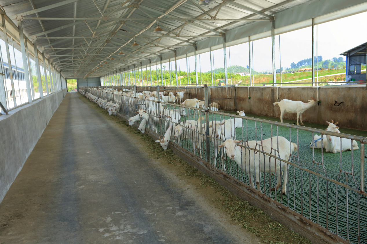 欧铂佳全羊产业链,自控牧场,严格把控奶源品质!